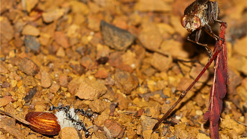 種子散布の常識が変わる？植物科学を塗り替えるタネ泥棒ハエ