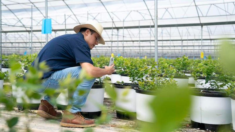 ペルー人農業技師、中国雲南でブルーベリー栽培に挑む