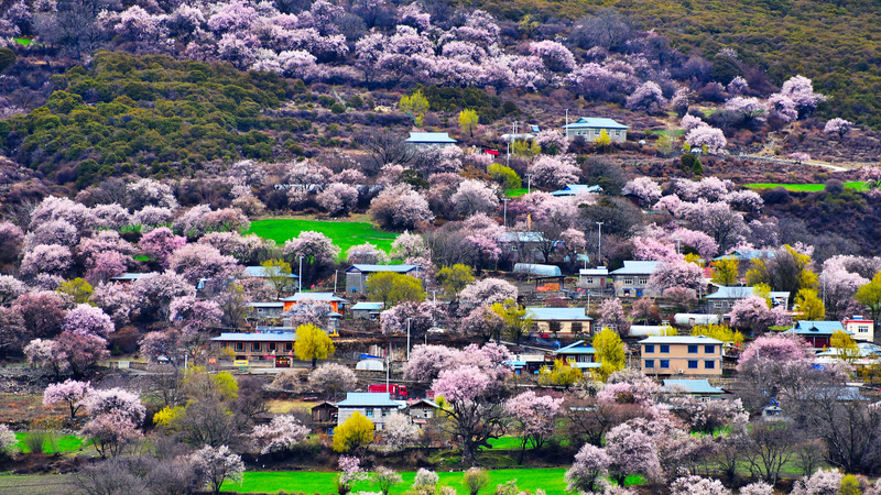 中国南西部・シーザン自治区バカン村　桃の花と雪山のライブ絶景 video poster