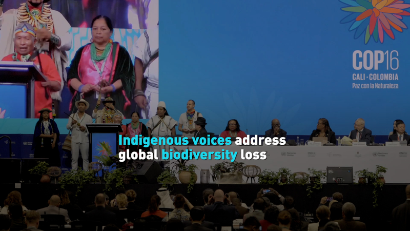 COP16国際ニュース：先住民の声は生物多様性喪失を止める鍵か video poster