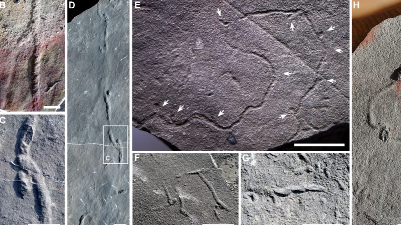 動物の複雑な行動、起源はさらに1000万年前　中国の化石研究