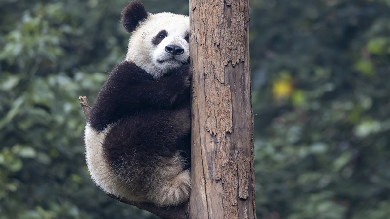 世界の飼育パンダが757頭に　中国の保護政策とその意味を読む