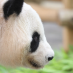 パンダ不在を埋める「飼育員体験」──日本のテーマパークが打つ次の一手