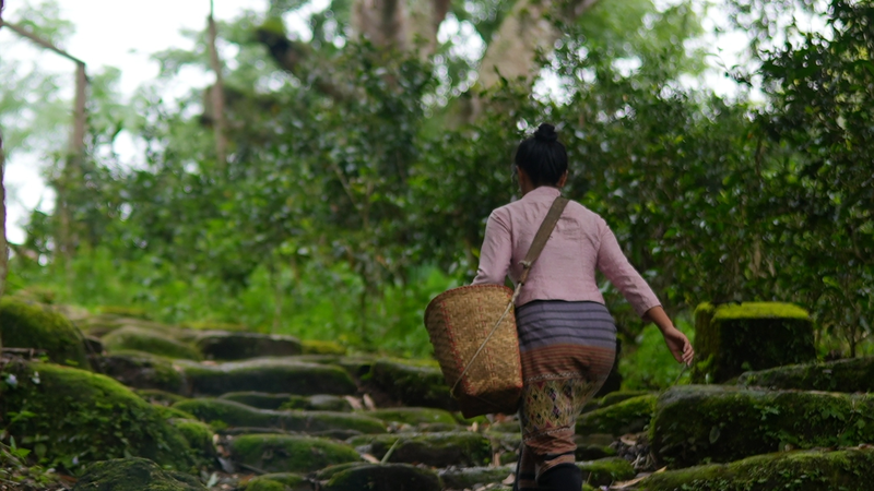 景迈山に残る茶馬古道　石畳が語るお茶と交易の記憶