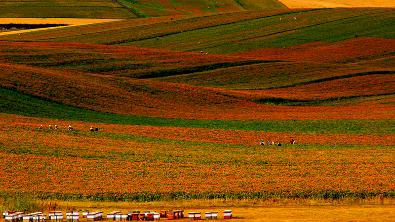 新疆ユミン県の紅花産業　色鮮やかな畑が地域経済と農村振興を後押し