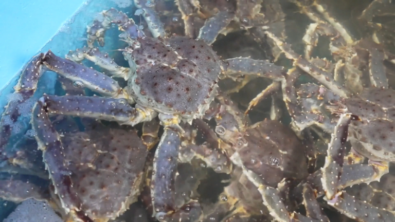 中国本土・新疆ジムナイ港、活タラバガニ輸入が2025年に過去最高1億元超 video poster