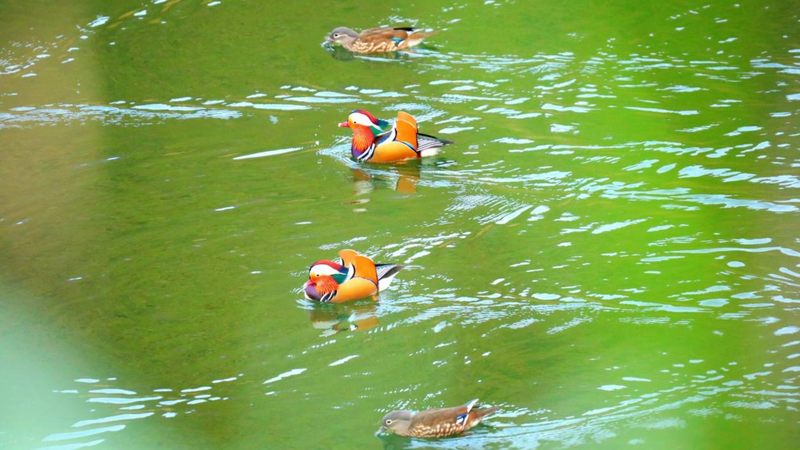 中国・貴州の貯水池に100羽超のオシドリ　環境の良好さ示す video poster