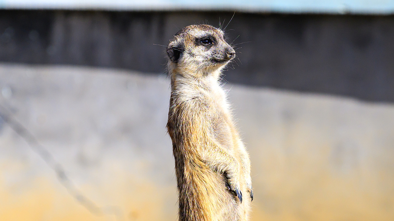 中国東部の湿地公園でミーアキャットが冬の日差しを満喫