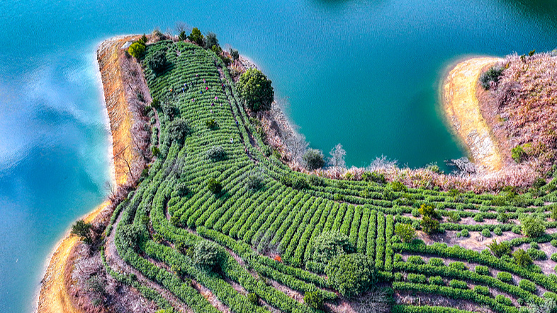 浙江省・千島湖の島で茶葉の収穫　中国ニュースを日本語で