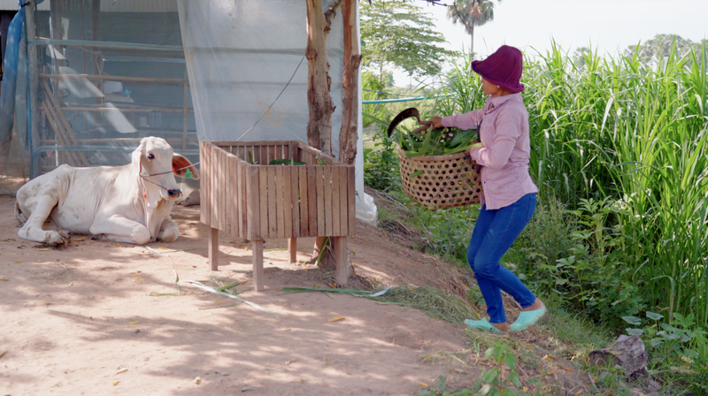 カンボジアの村から: 牛からキノコへ貧困を抜け出す道 video poster