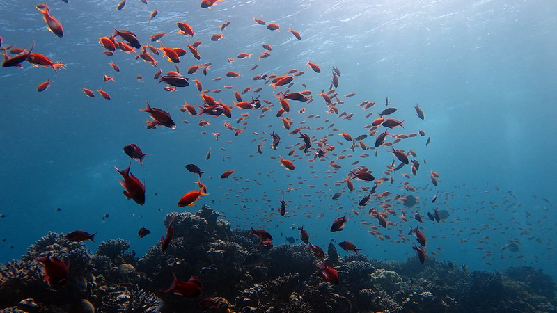 国連海洋会議で中国が全球海洋データセットCGOF1.0を公開