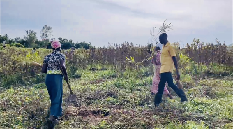 ケニアの洪水と気候変動に挑む竹：中国・ケニア協力の生態系再生