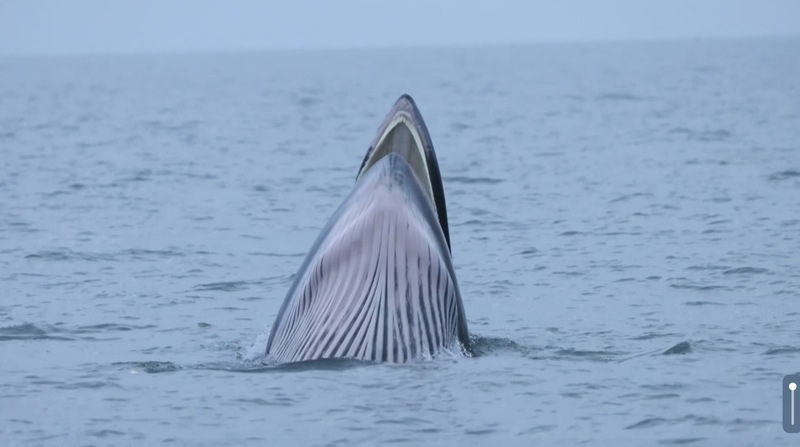 中国・涠洲島にブライドズクジラの季節到来　12〜4月の海が熱い