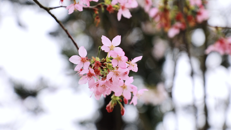 深圳の揚水発電所が約4,000本のサクラ名所に　クリーンエネルギー観光の新潮流 video poster