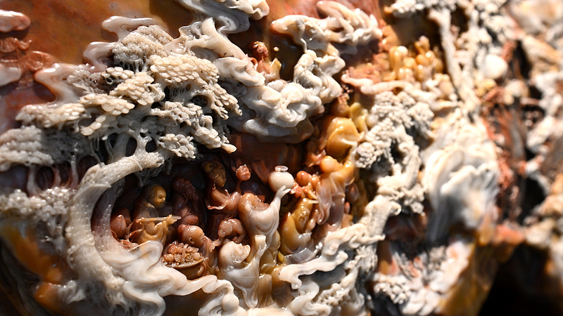 寿山石彫刻に人生を捧げた匠 陳宜敬の50年