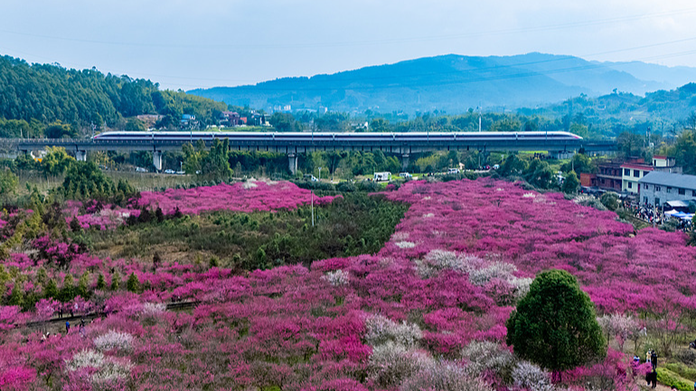重慶の梅が満開　列車から広がるピンクの花の海