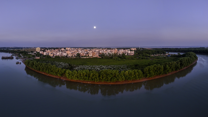 中国本土、マングローブ精密修復の初の技術基準を施行