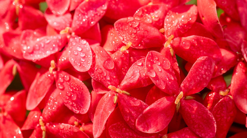 二十四節気「寒露」到来　深まる中国の秋を日本語で味わう