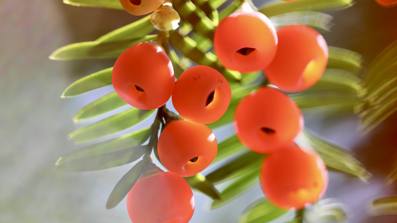 中国・貴州の冬の森を染める赤い実　Chinese yewが見せるまれな光景 video poster