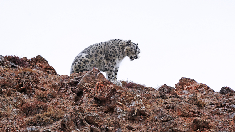 中国の国立公園拡大でジャイアントパンダ保護が前進
