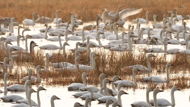 中国中部・王湖湿地　稲を刈らずに残して白鳥10万羽の楽園に video poster