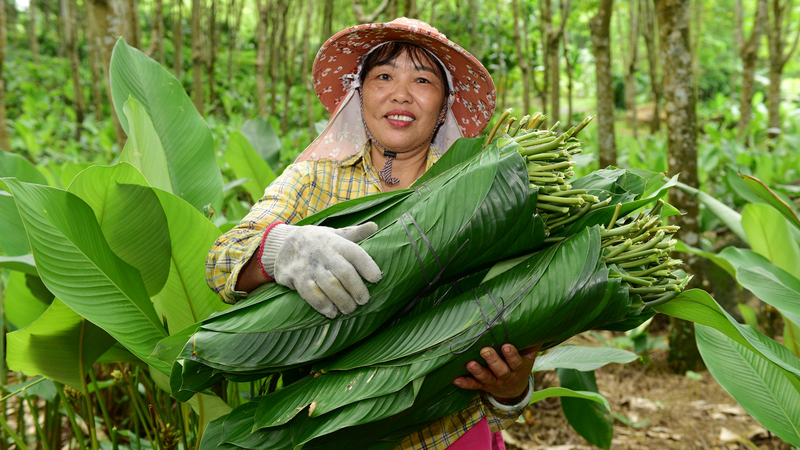 中国海南の粽葉の村 ゴム林の下から生まれた豊かさ