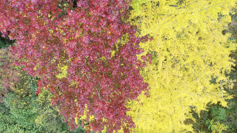 中国・貴州省の「夫婦の木」、黄と紅が織りなす初冬の絶景 video poster