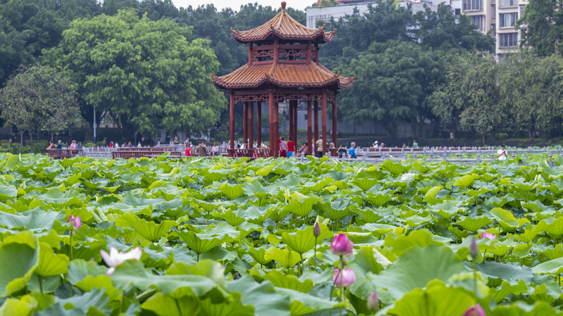 中国・広西Wuzhouのパンタン公園、6月を彩るハスの静かな絶景