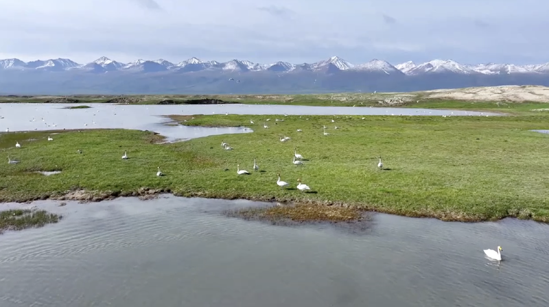 中国・新疆ウイグル自治区で1万羽超の野生の白鳥が営巣　アジア最大の生息地 video poster