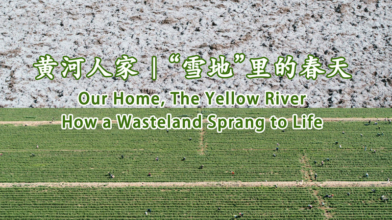 ゴビ砂漠の荒地が村の希望に　クコ栽培で広栄村がよみがえる video poster