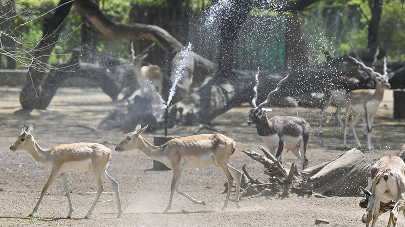 インド首都圏デリーで40度超　夏本番前から深刻な熱波