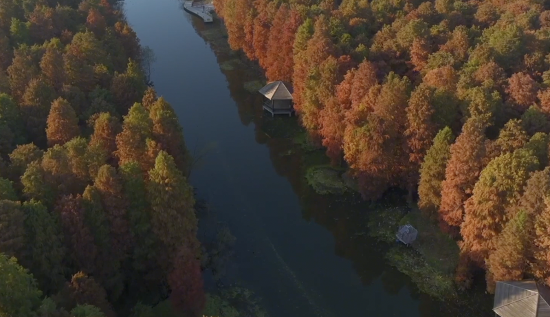 江蘇省高郵のメタセコイア林、この冬いちばんの絶景に