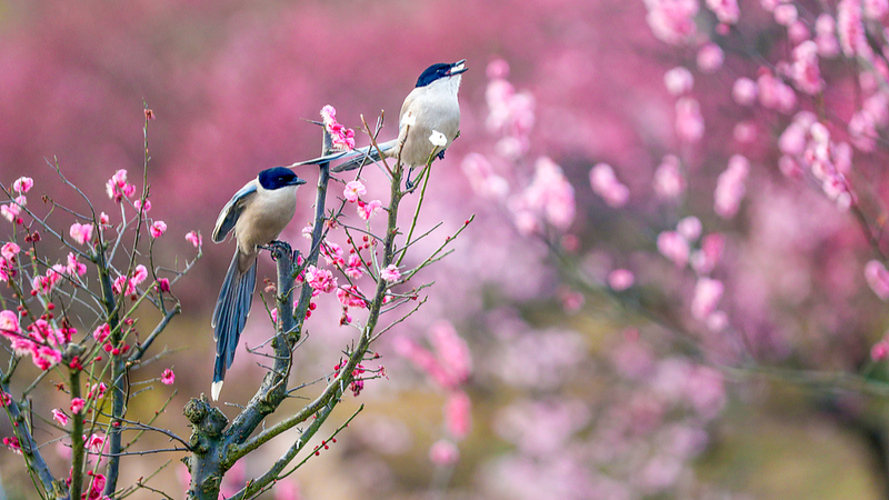 春の目覚めを告げる中国の二十四節気・雨水とは？