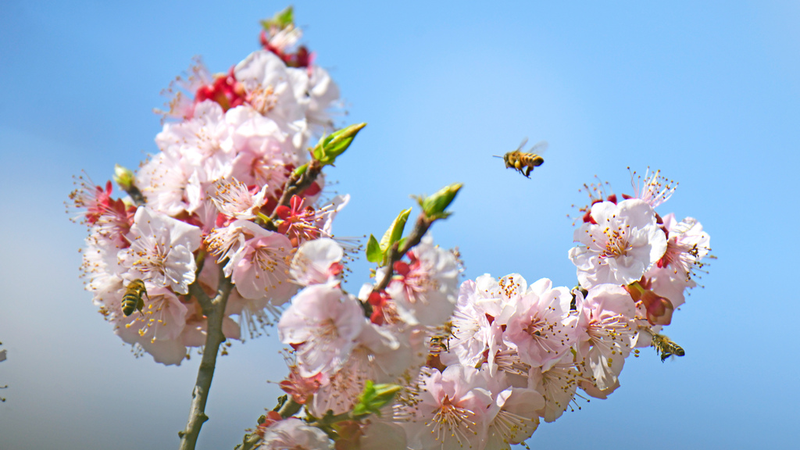 雲南省Mileで杏の花が満開に　春を染めるピンクの海