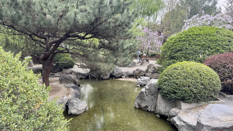 北京・双秀公園で出会う竹と桜　自然が語る中日友好ストーリー video poster