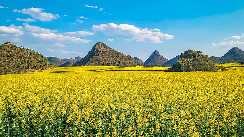 中国・雲南省ルオピンの菜の花が一面に開花　夢のような春の絶景 video poster