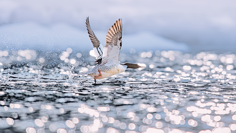中国の希少種Chinese merganser　長白山でひなが「命のジャンプ」 video poster