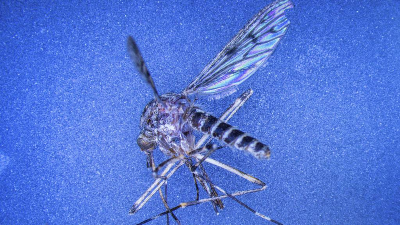 「蚊のいない国」アイスランドで初の蚊確認　環境変化は何を意味する？