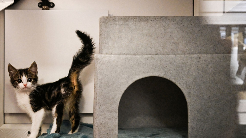 イギリスでペット遺棄急増　生活費危機が飼い主と動物にもたらす痛み