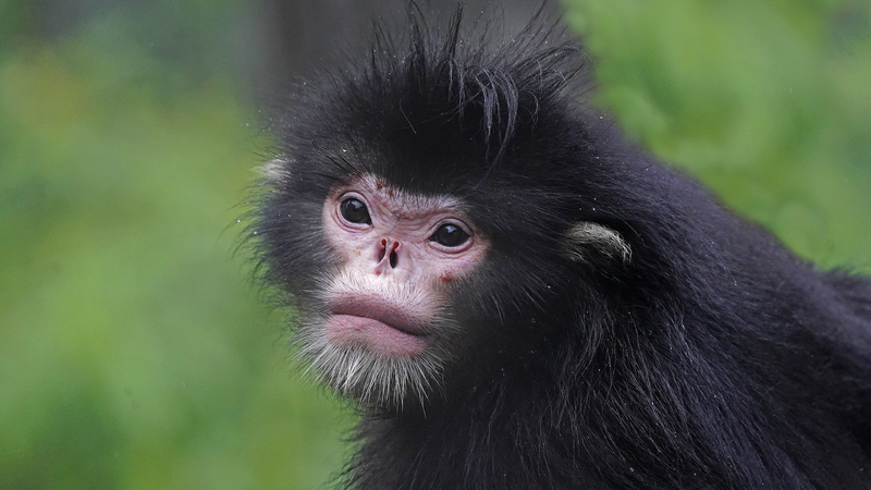 中国・雲南の高黎貢山で71種の野生動物　赤外線カメラがとらえた生物多様性 video poster