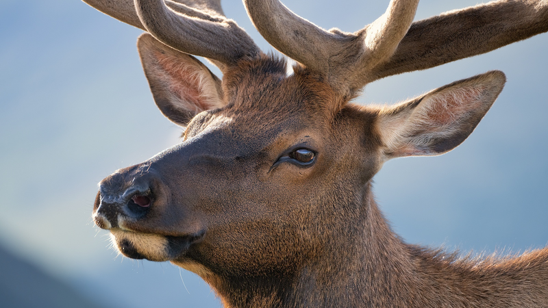 赤外線カメラが撮った野生ワピチの決闘 中国内モンゴルで個体数増加 video poster