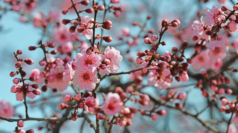 中国ニュース：青島のTangdaowan Binhai Park、海辺のエコ観光スポット