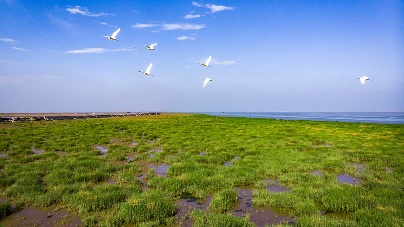 世界湿地の日と黄河デルタ湿地：海と出会う「若い大地」を考える video poster