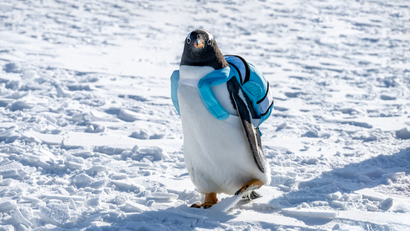 中国本土・黒竜江の連環湖で「ペンギン」登場　氷上イベントに人だかり