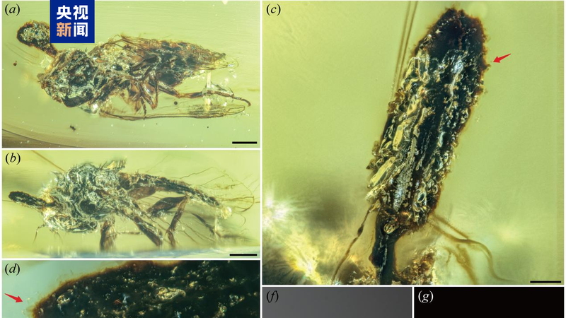 中国主導の国際チーム、1億年前の寄生菌化石を発見　オフィオコルディセプスの起源を更新