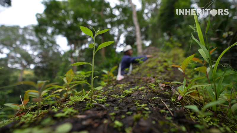 雲南ジンマイ山の茶林に学ぶ、倒木が命をつなぐ東洋の知恵
