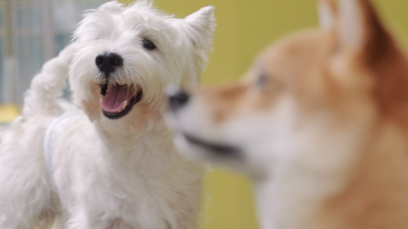 中国のペット経済が「感情のインフラ」に　若手起業家がつくる新しい空間 video poster