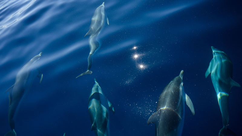 フランスと海洋保護 国連海洋会議が示した持続可能な未来