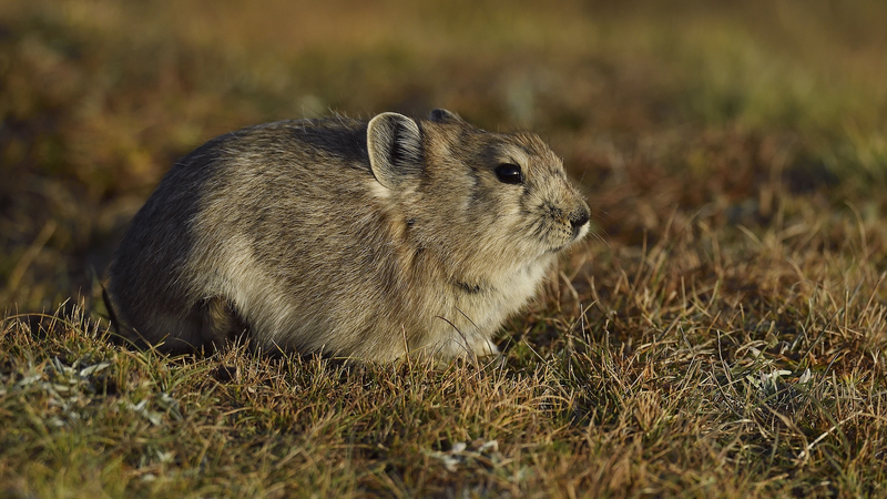 高原ナキウサギの腸内細菌が語る高地適応メカニズム