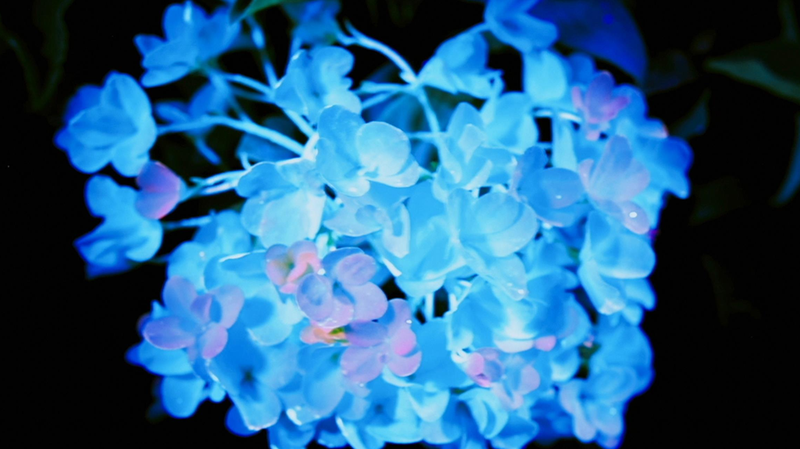 中国の花文化と経済を描く大型番組『Blossoming China』がスタート